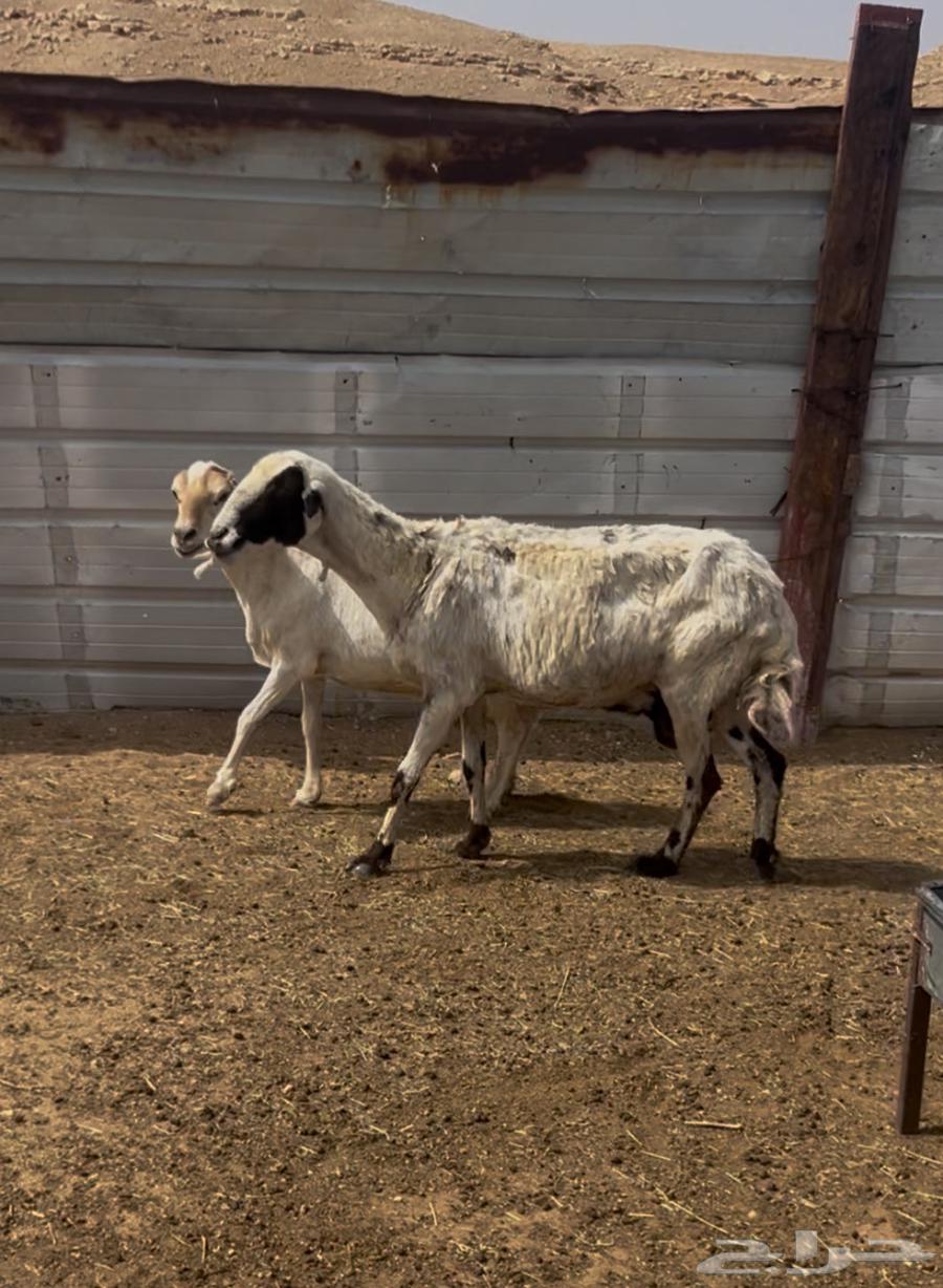 شياه رفيديات (ميديات) طيبه64360974083075112