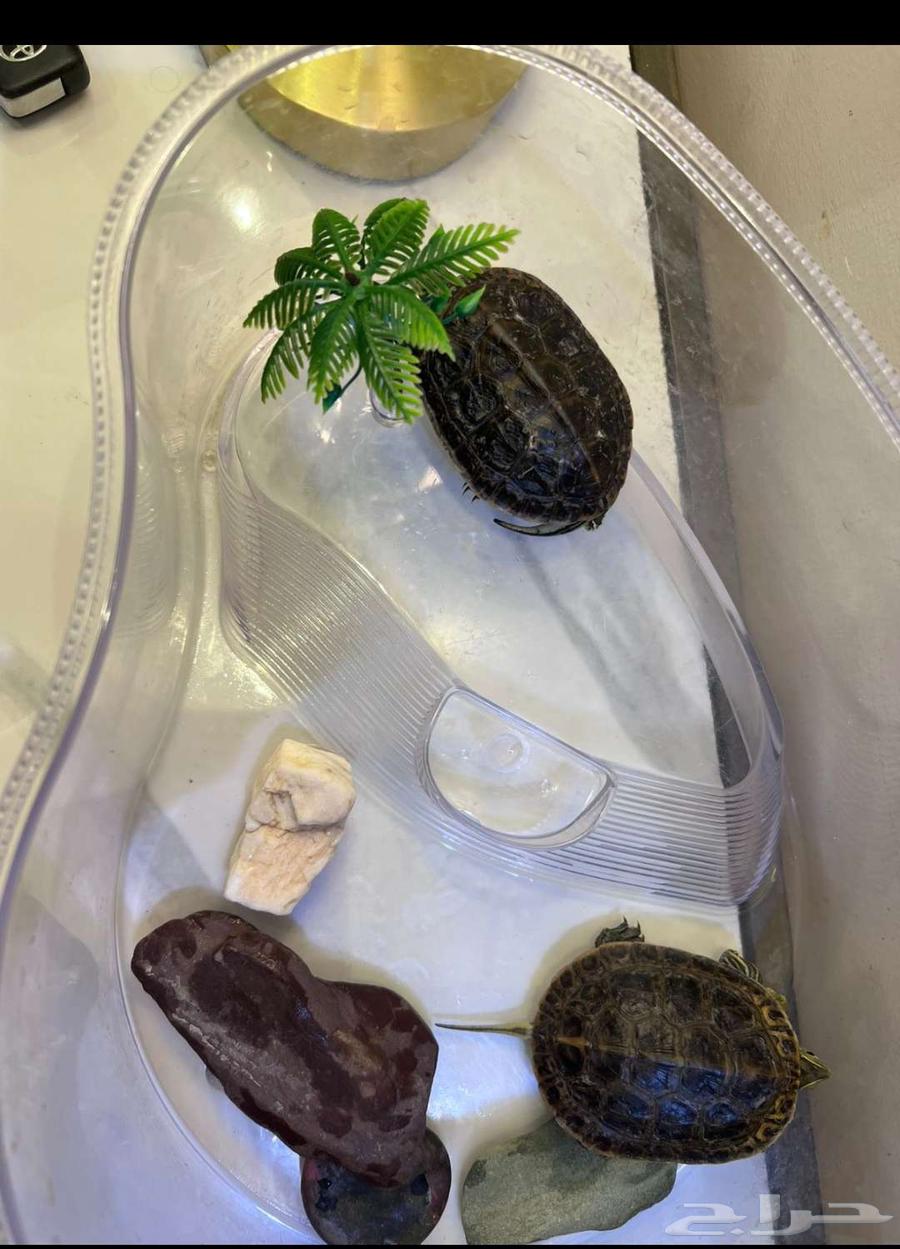 Turtle for sale64356165293955111