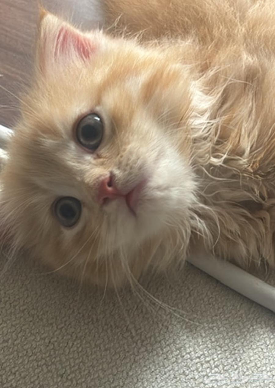 تم البيع64361121190914110