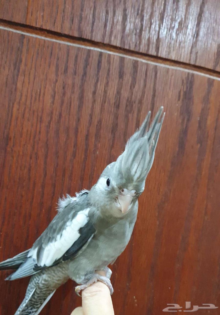 كروان وايت فيس أليف للبيع64359691331203110