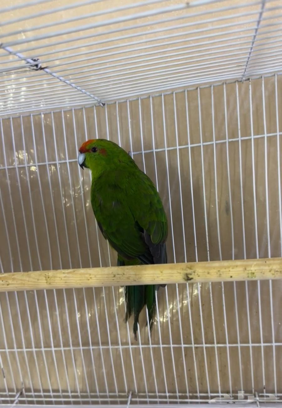 Male Kakariki with breeding condition64353210388610110