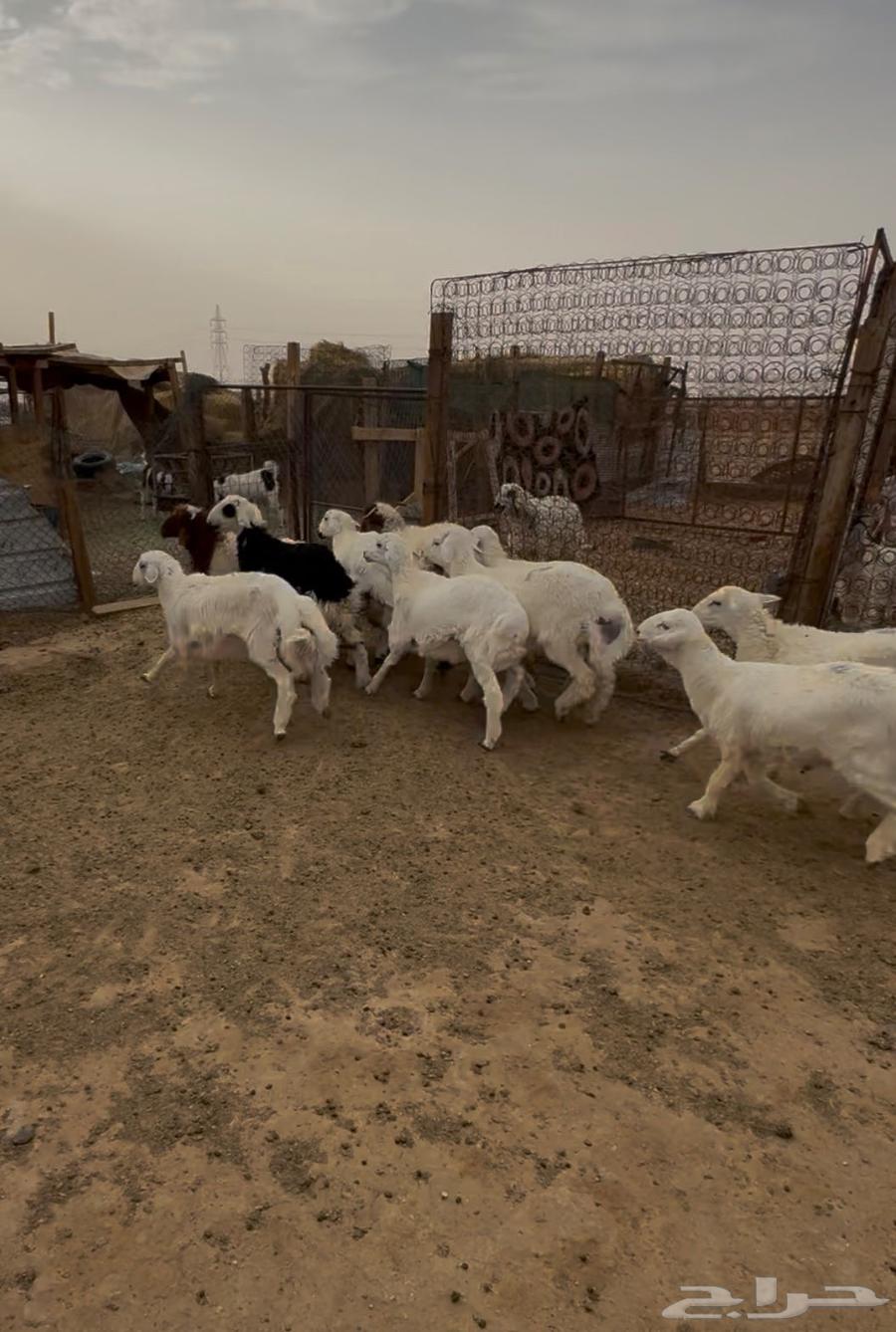 Harari, Na'imi and Najdi Slaughtered Sheep64357556844675111