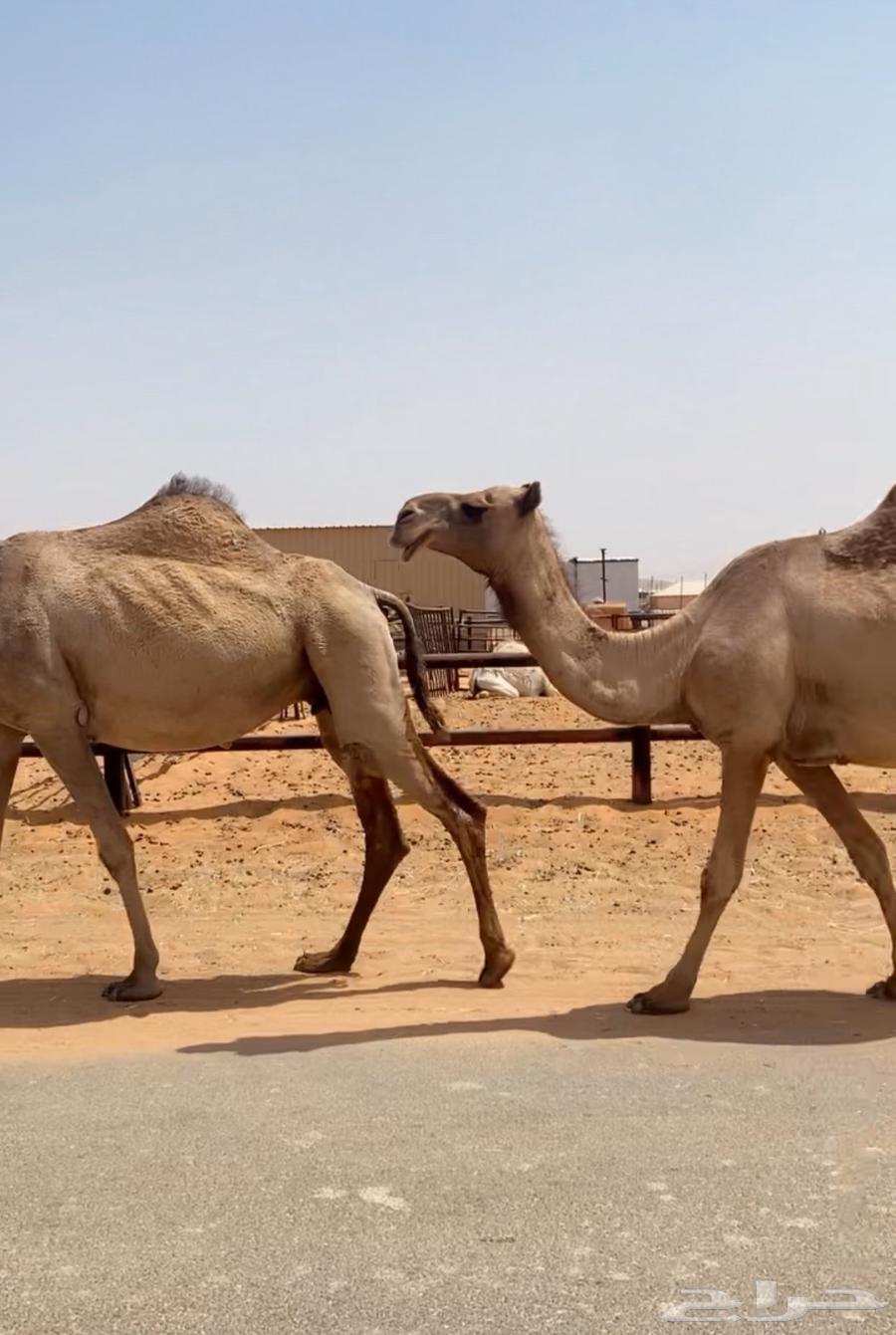 لقحات صفراء طيبه64354593162241112