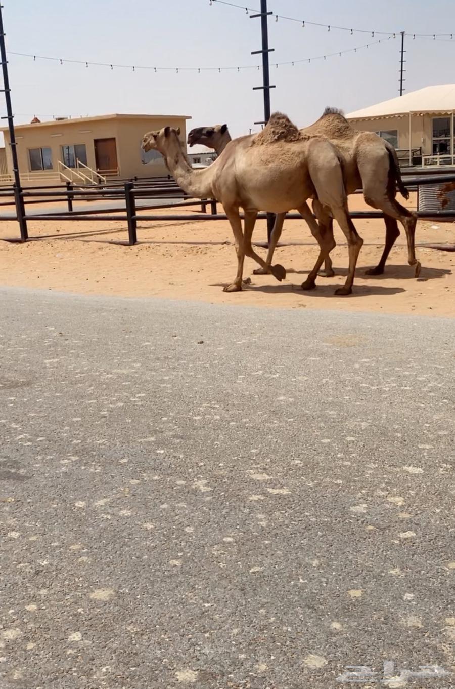 لقحات صفراء طيبه64354593162241114