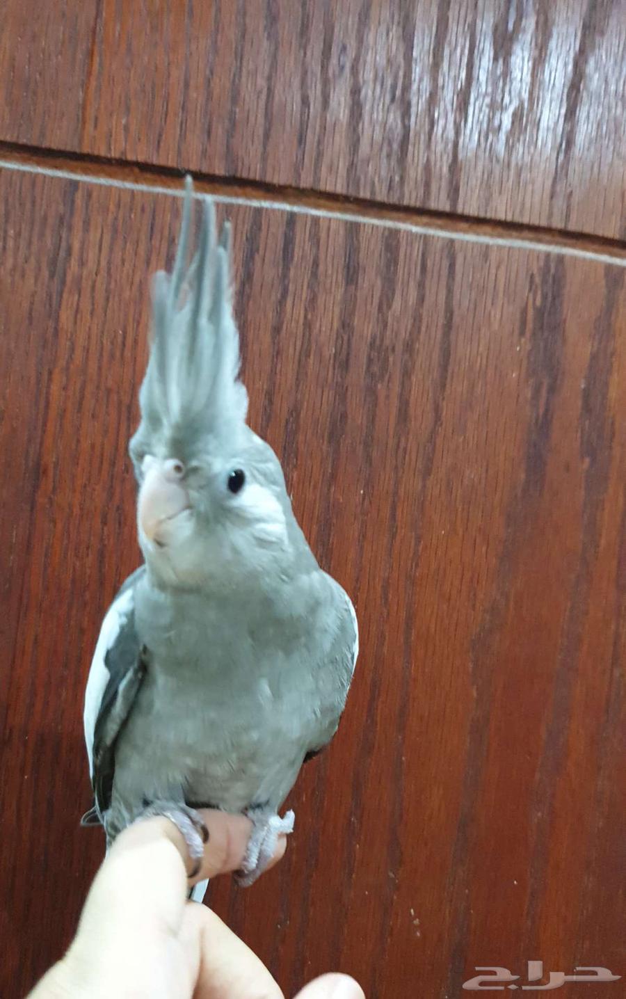 كروان وايت فيس أليف للبيع64359691331203111