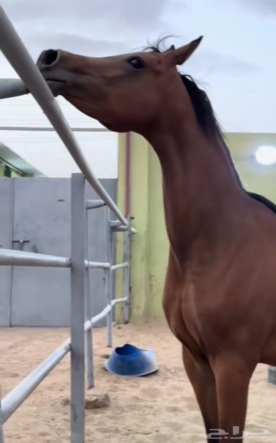 أمهار شعبيه شيخه للبيع الطائف64363966073091113