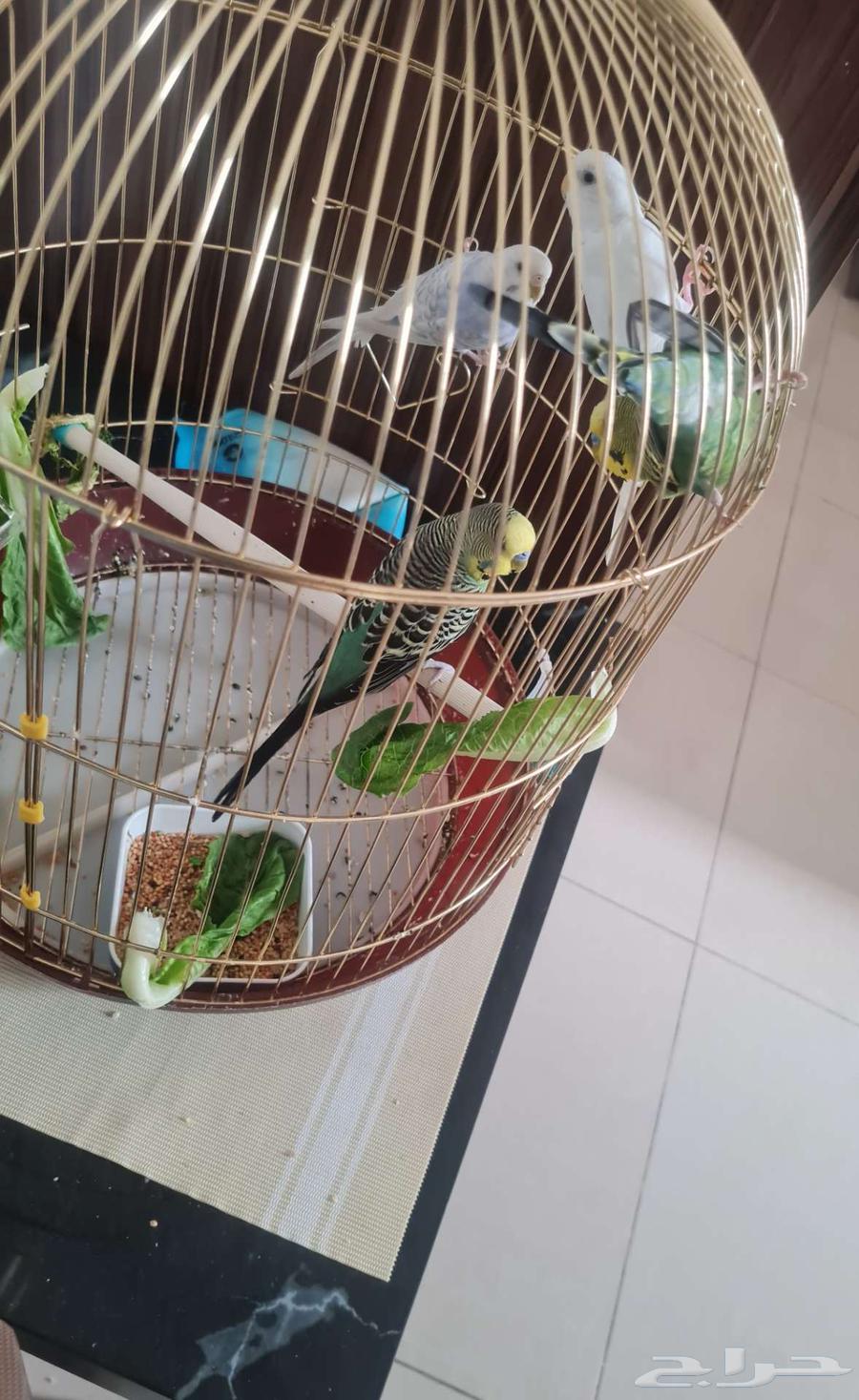 Four birds, two pairs for sale due to lack of time64362013750017110