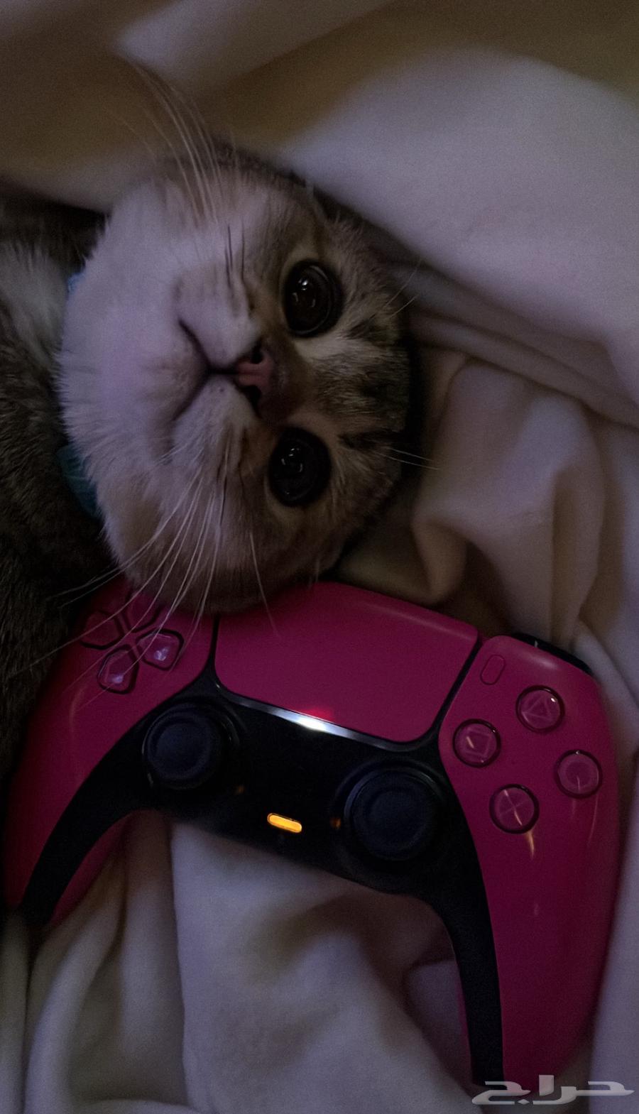 سكوتش فولد للبيع64355450162049111