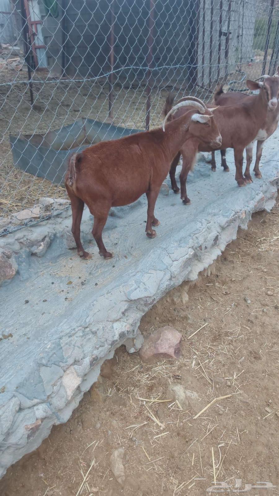 معزا حص بلدية مراح واحد عدد3264355800793090112