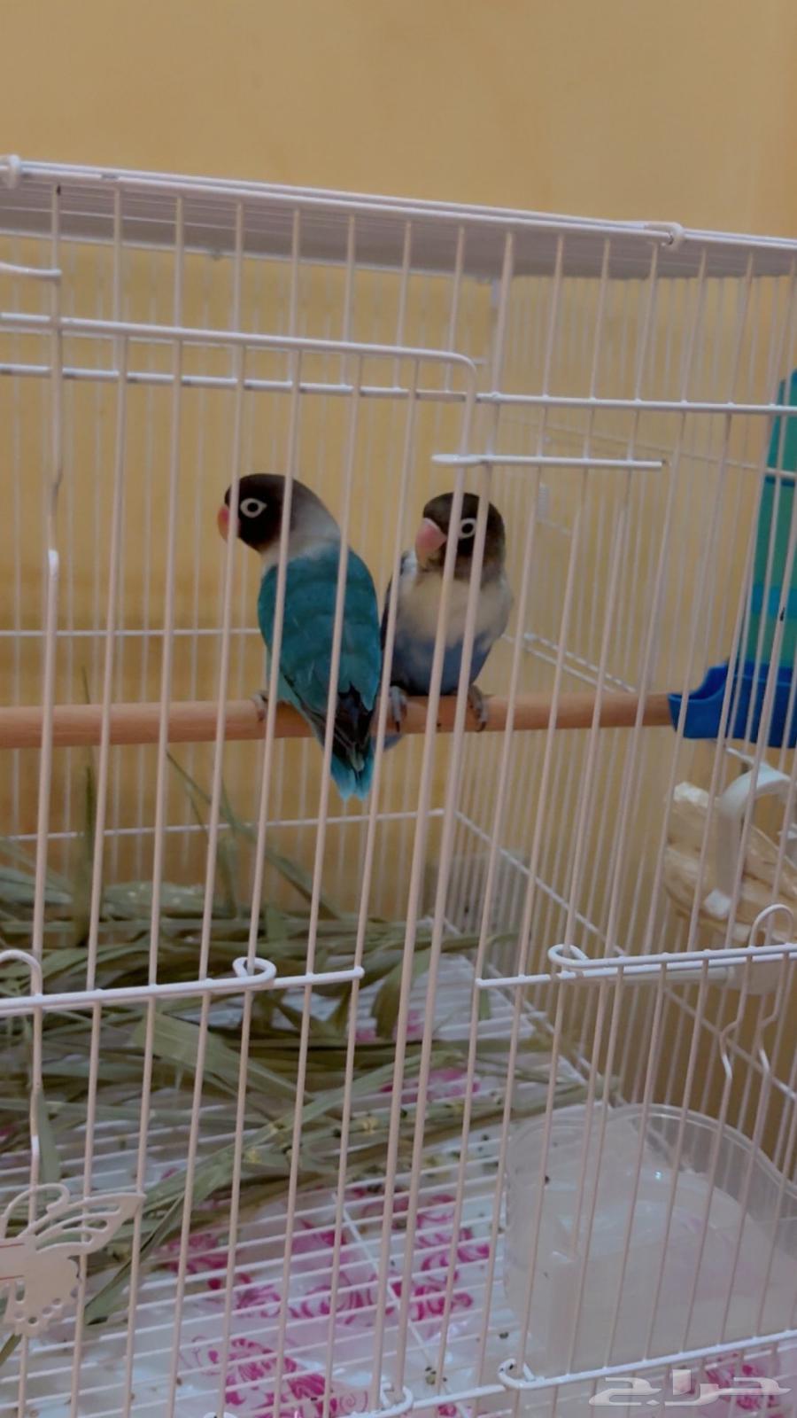 Fisher for Production64356515132801111