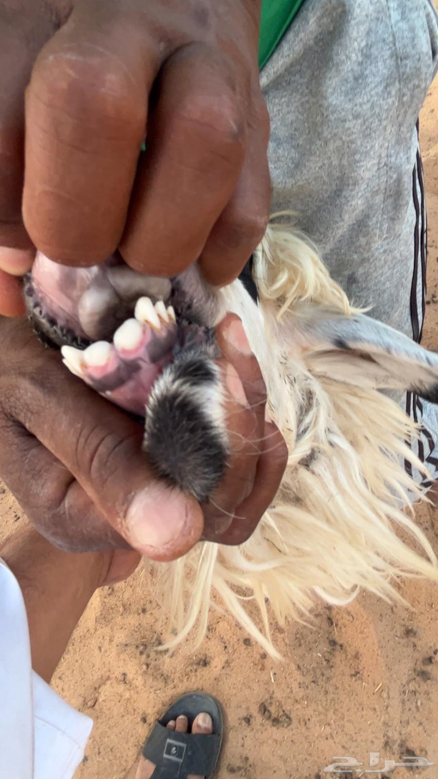 متابيع ثنيات ثنايا64358584360195112