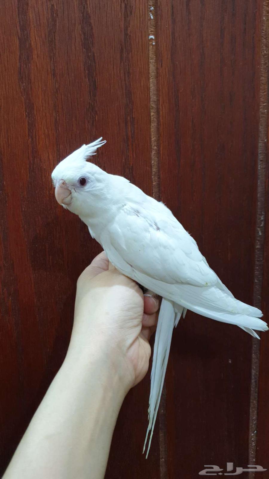 كروان البينو عيون حمر أليف64370914909954110