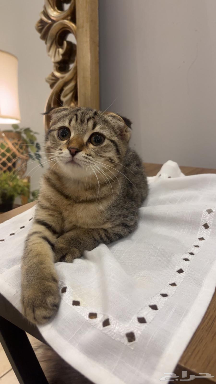 للبيع سكوتش64361785544706110