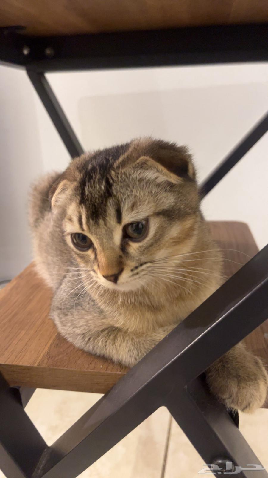 للبيع سكوتش فولد64362044743939111