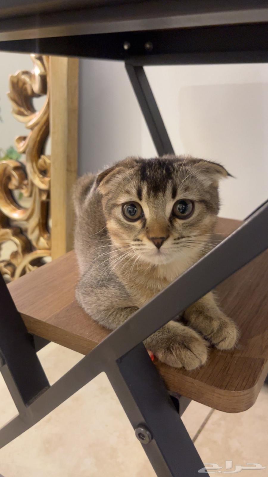 للبيع سكوتش فولد64362044743939112