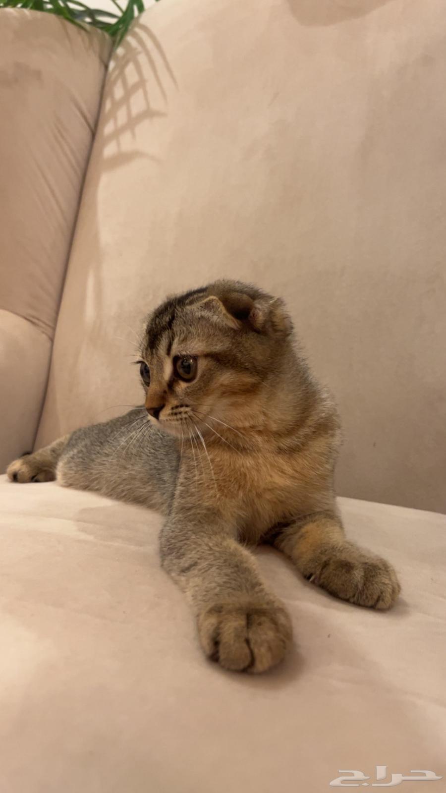 للبيع سكوتش فولد64362044743939114