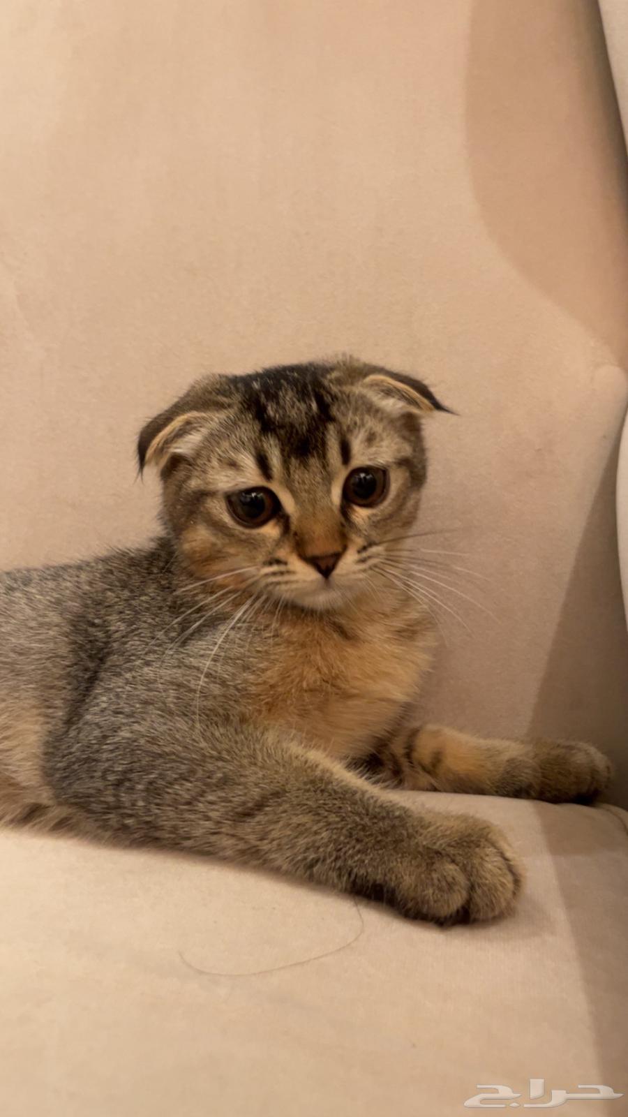 للبيع سكوتش فولد64362044743939110