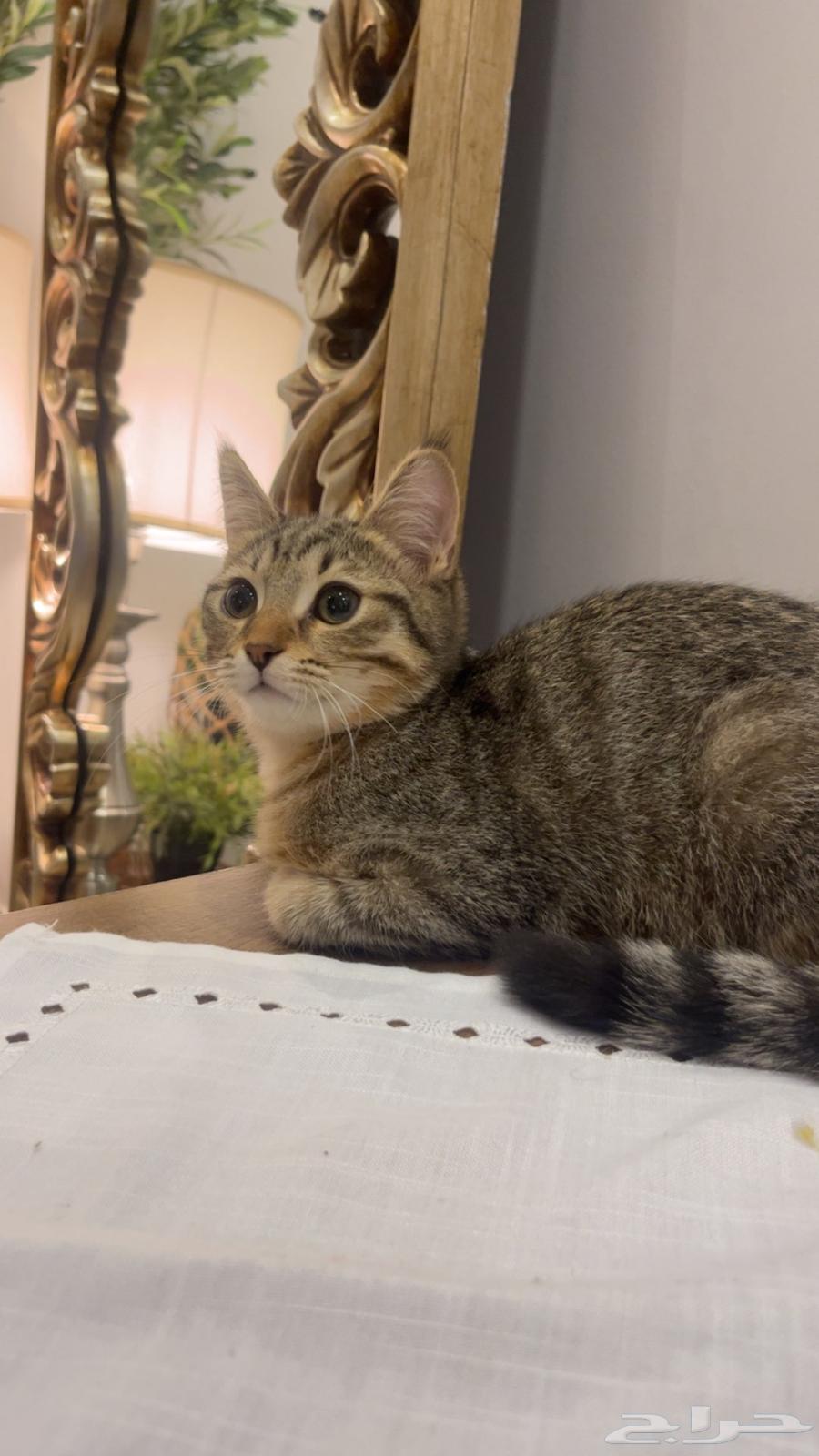 للبيع سكوتش64391421511939110