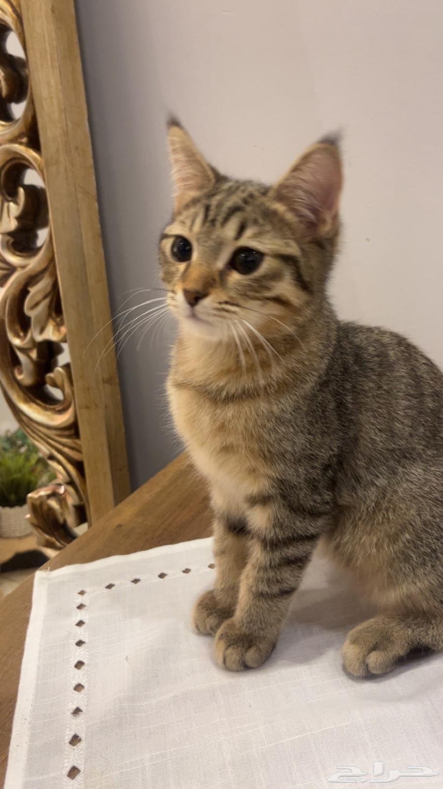 للبيع سكوتش64391421511939113