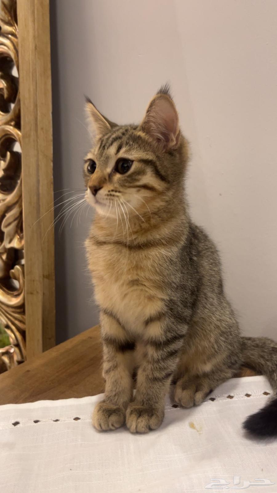 للبيع سكوتش64391421511939112