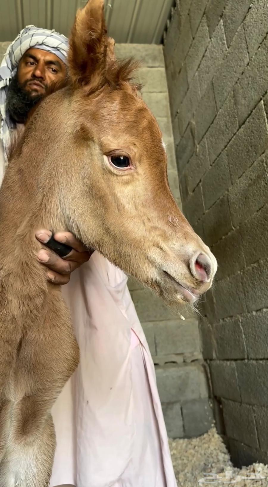 أمهار شعبيه شيخه للبيع الطائف64363966073091114