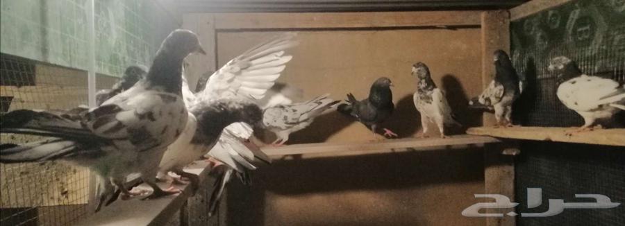 حمام باكستاني كاسوري64360989241475110