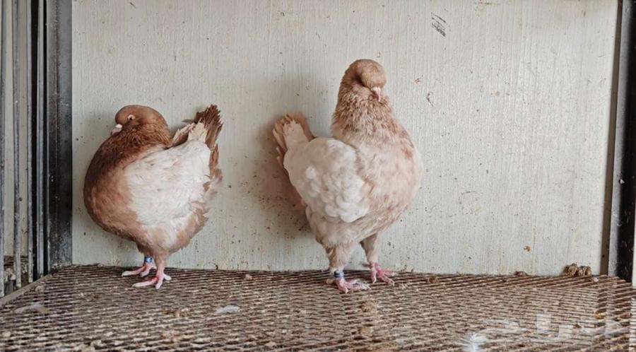 زوج كنق ((الحد 150ريال ))64353151239554111