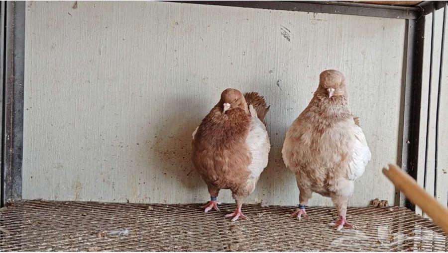 زوج كنق ((الحد 150ريال ))64353151239554112