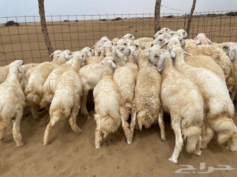 طليان حريه عدد 40(تم البيع )64355508678274113