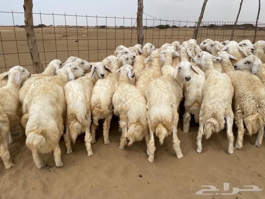 طليان حريه عدد 40(تم البيع )64355508678274110