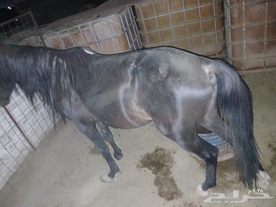 خيل سيسي64356646166914114