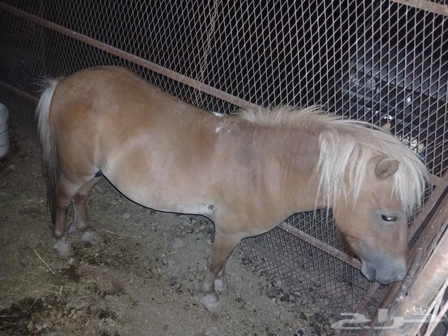 خيل سيسي64356646166914112