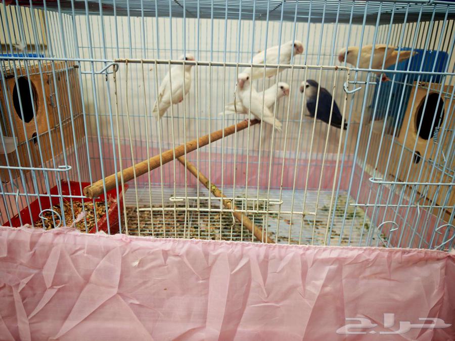 للبيع طير روز64359763873410110