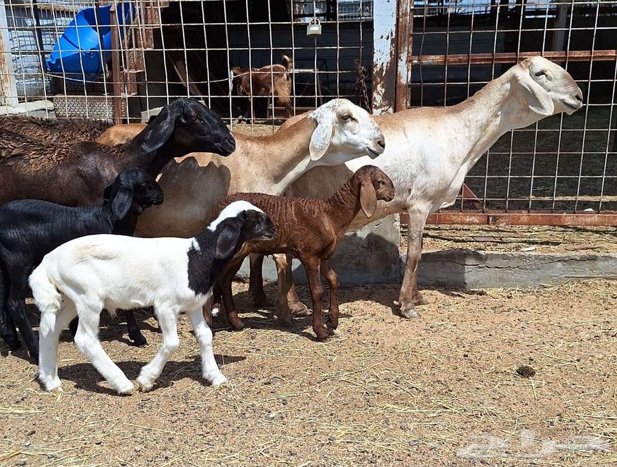 Four high-quality Sakani sheep with four lambs underneath, excellent condition64353512817282113