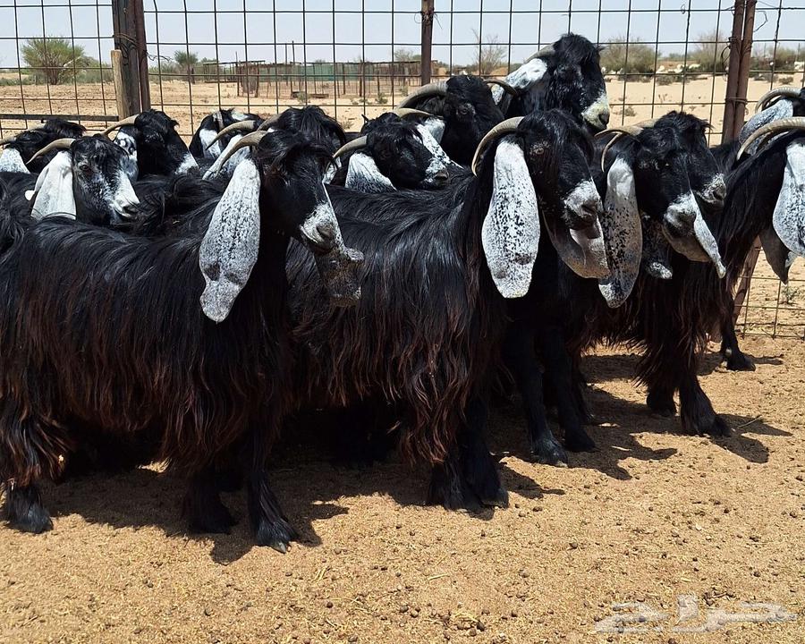 جفرات عوارض صنف منايح العدد 20 با الفحول 2 للقناي64355391987329112