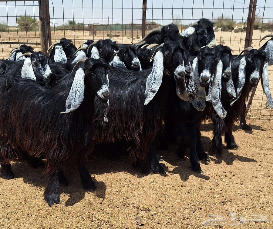 جفرات عوارض صنف منايح العدد 20 با الفحول 2 للقناي64355391987329111