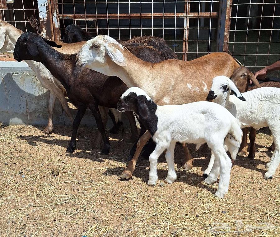 Four high-quality Sakani sheep with four lambs underneath, excellent condition64353512817282111