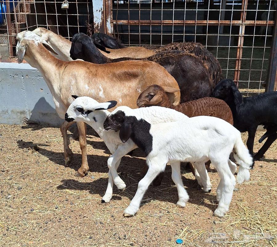 Four high-quality Sakani sheep with four lambs underneath, excellent condition64353512817282110