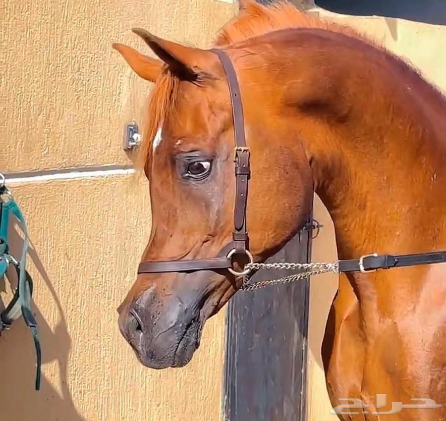 أمهار شعبيه شيخه للبيع الطائف64363966073091111