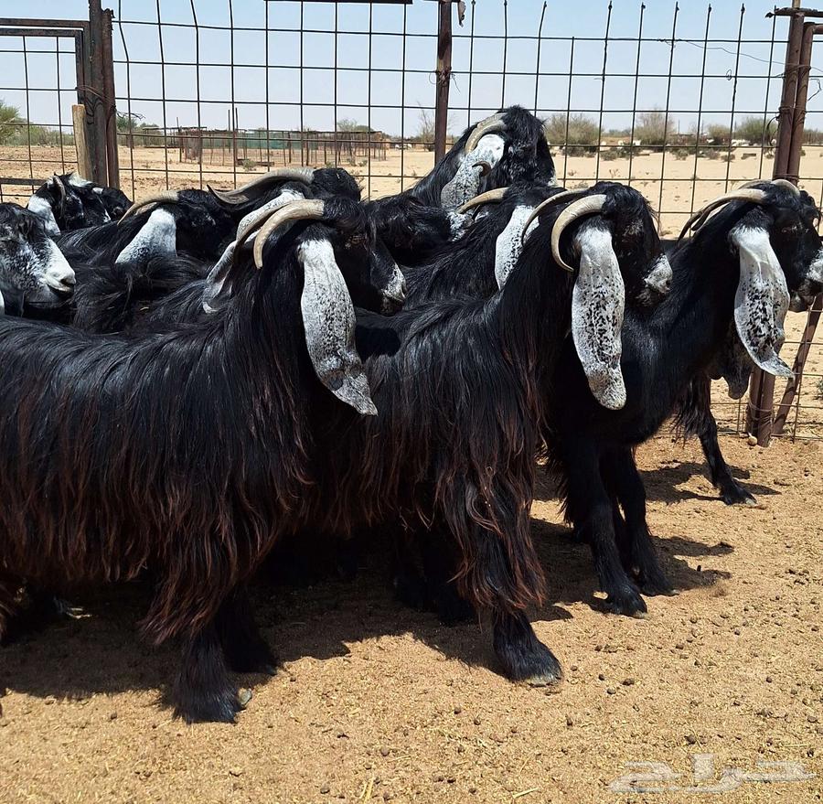 جفرات عوارض صنف منايح العدد 20 با الفحول 2 للقناي64355391987329113