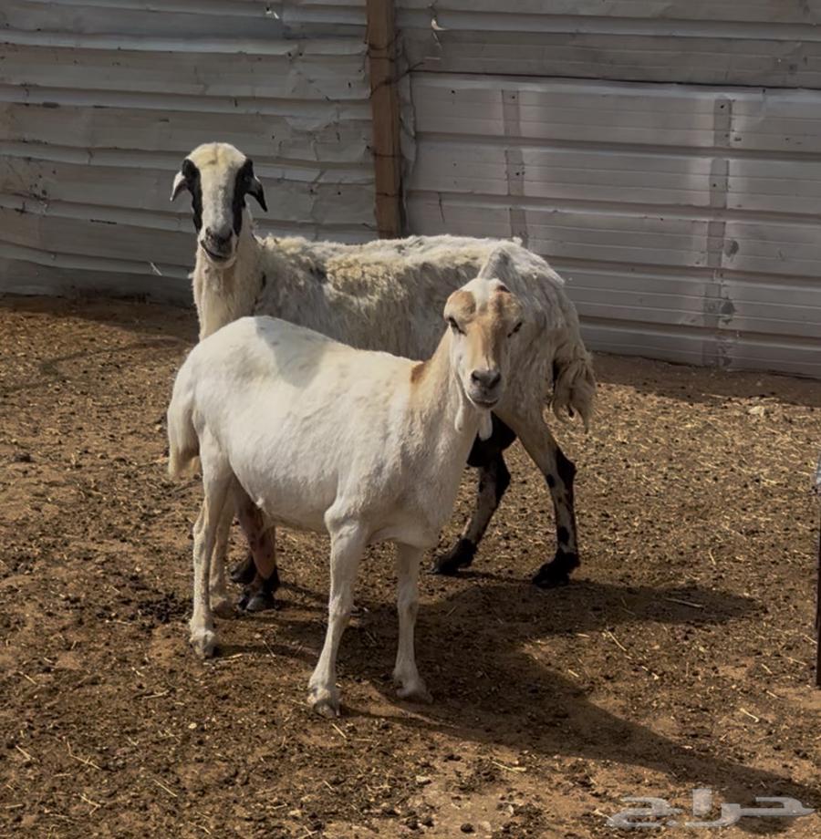 شياه رفيديات (ميديات) طيبه64360974083075110