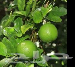 ليمون ابو زهيرة للبيع64376509991811111