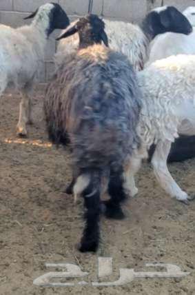 Two Najdi sheep64377988760579113