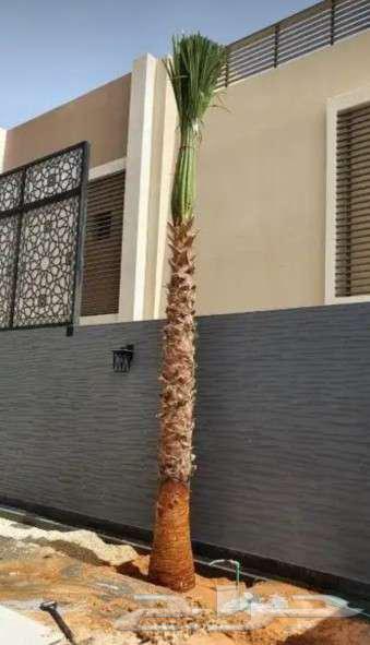 نخل واشنطني للبيع64444876428547114