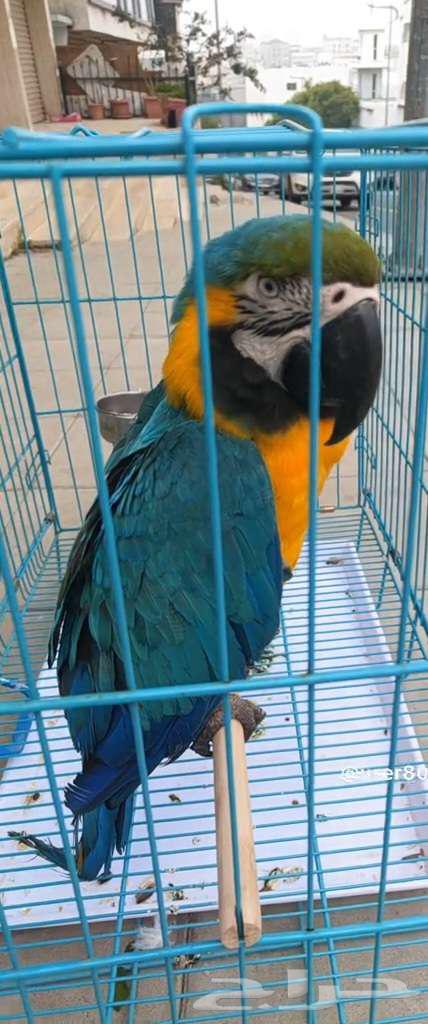 ببغاء مكاو بلو قولدن أليف ومتكلم64378281030529111