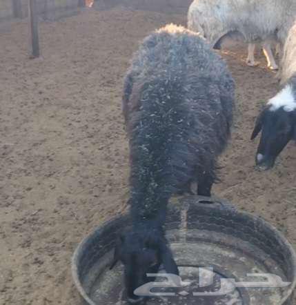 Two Najdi sheep64377988760579114