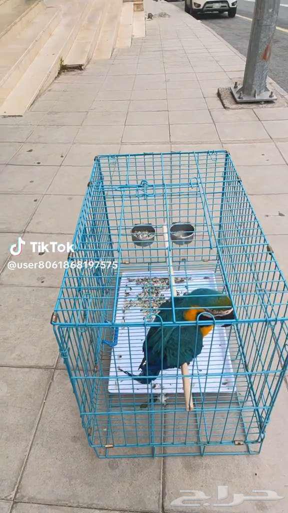 ببغاء مكاو بلو قولدن أليف ومتكلم64378281030529114