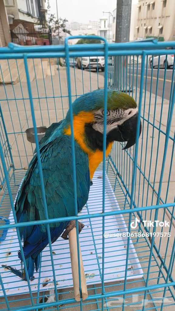 ببغاء مكاو بلو قولدن أليف ومتكلم64378281030529113