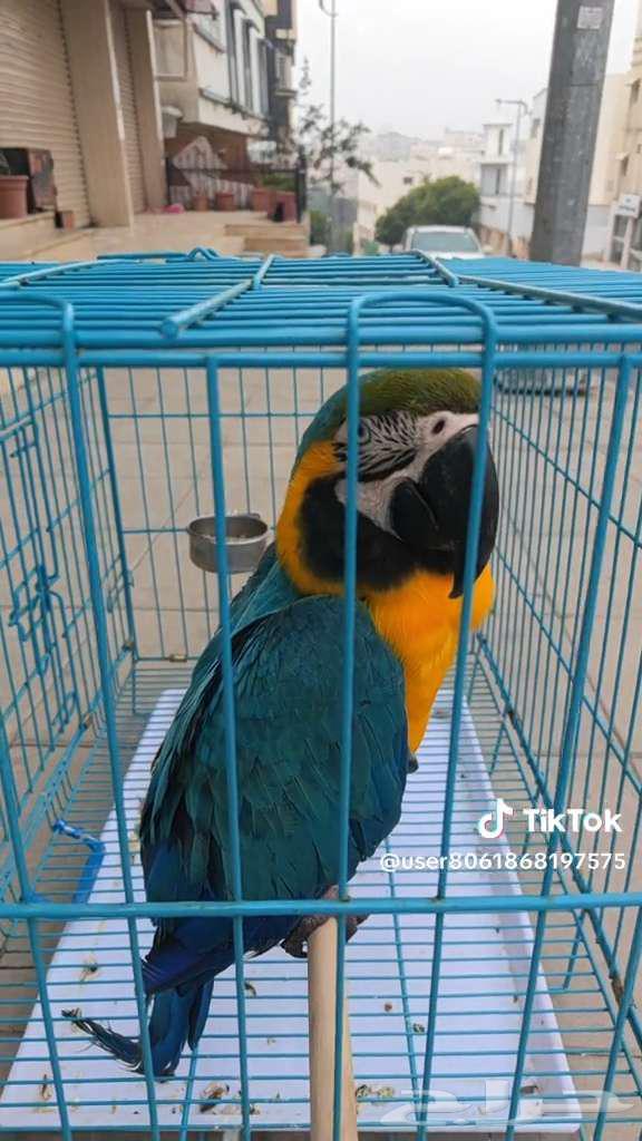 ببغاء مكاو بلو قولدن أليف ومتكلم64378281030529110