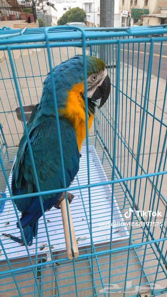 ببغاء مكاو بلو قولدن أليف ومتكلم64378281030529112